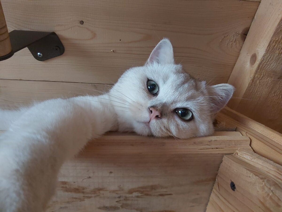 Довольная моська Джона