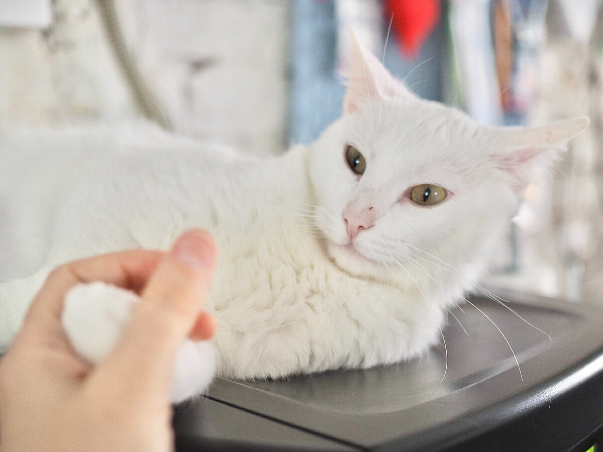 Когти для животного – настоящий инструмент выживания