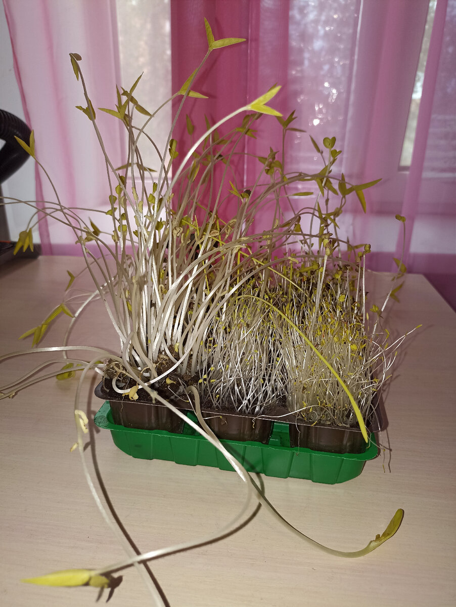 Растëт сама, только успевай срезать. В суп, салат, на бутер😍 вкуснятина