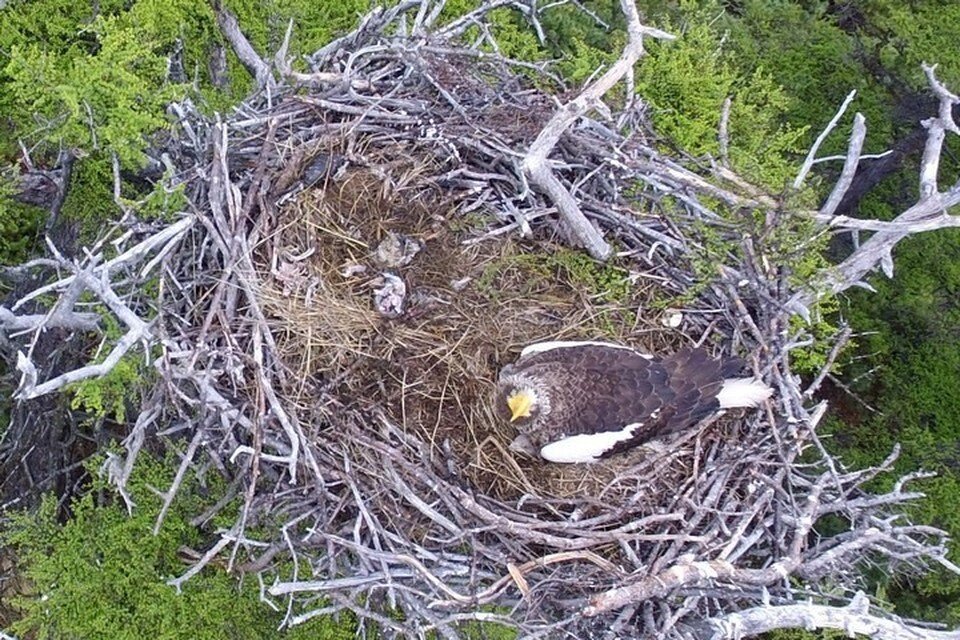     Сколько птенцов выживет, станет известно только в августе. Фото: заповедник Магаданский