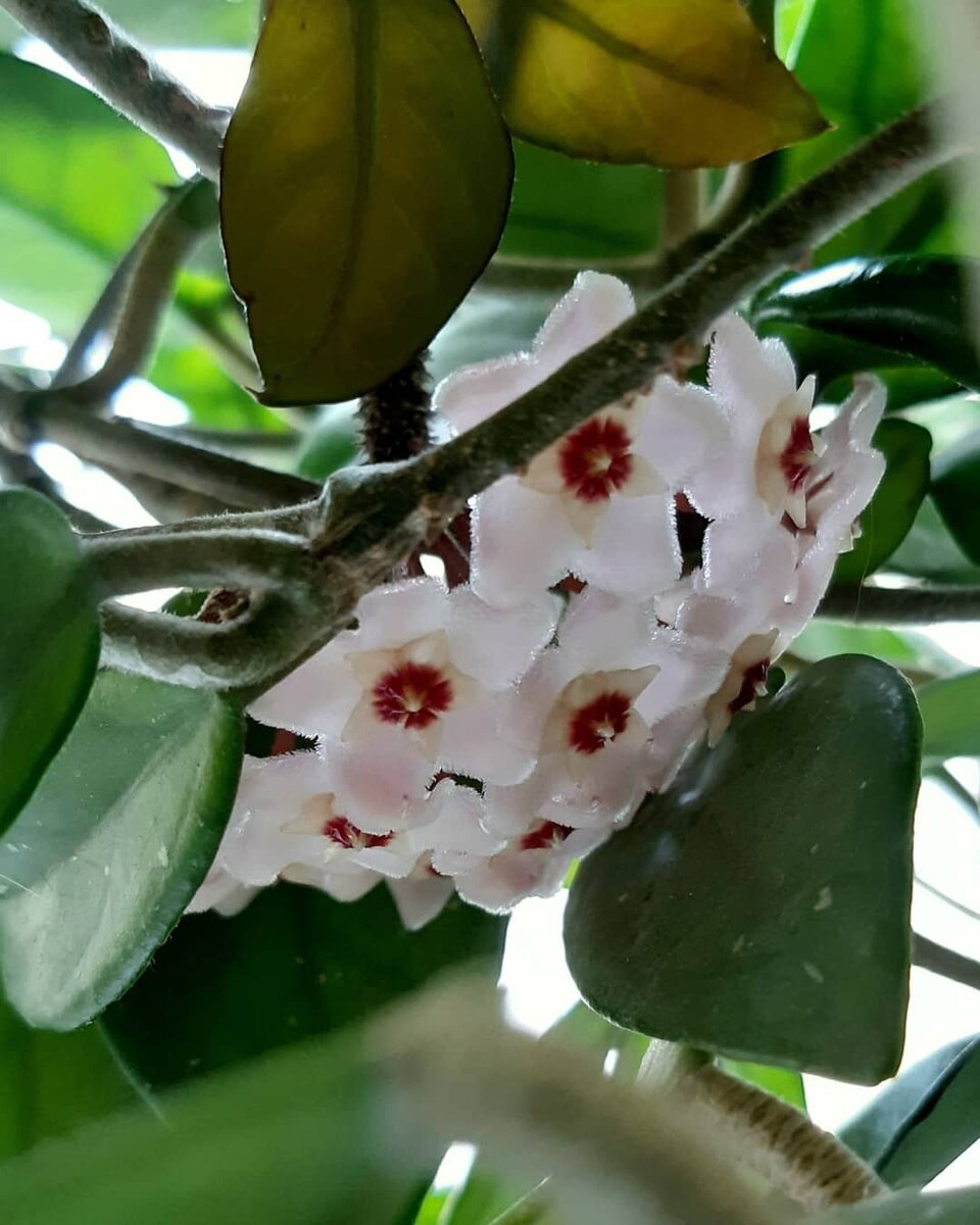 Цветение Hoya carnosa. Фото автора 