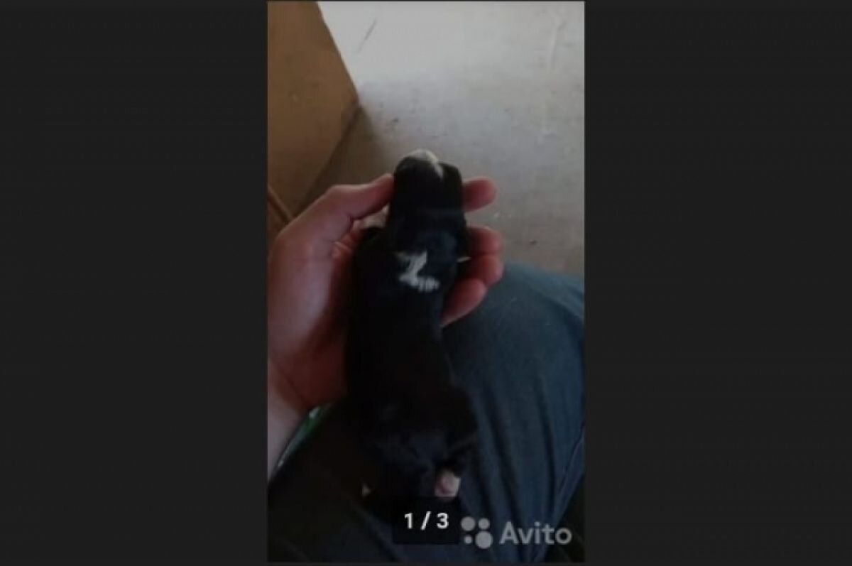    В Краснодаре продают щенка Z дворянских кровей за 100 тысяч рублей