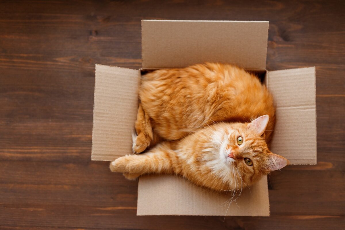 Почему кошки обожают играть с пакетами: секреты любви к простым вещам