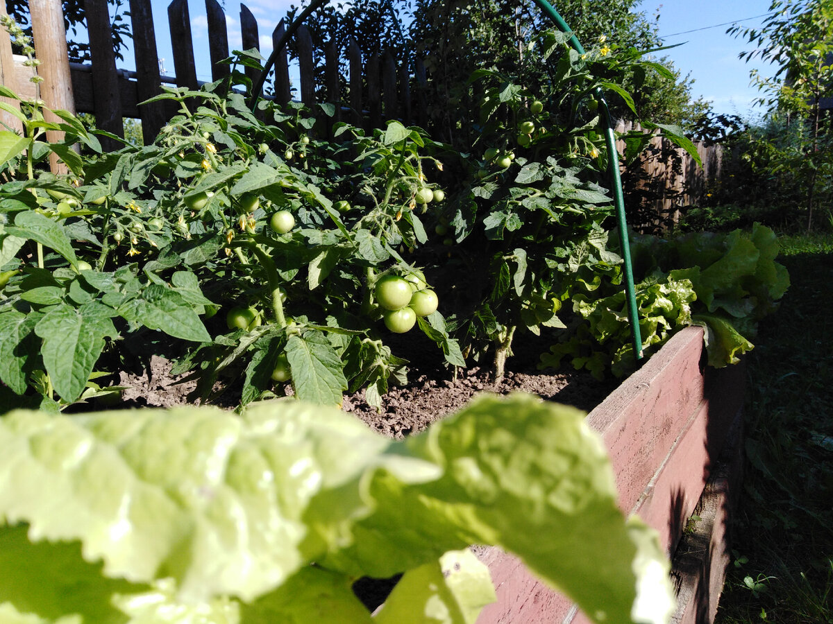 Ветви ломаются, пришлось подвязывать