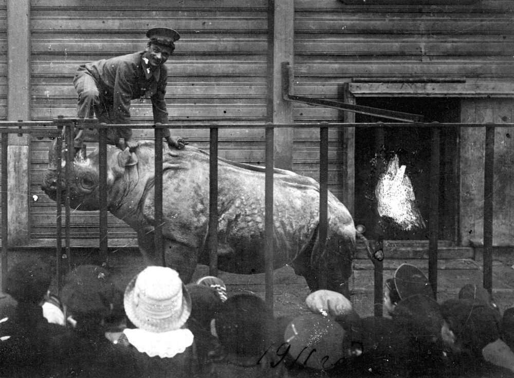 Черный носорог Тали спокойно качал своего друга. 1911  гг.  Фото из открытых источников. 