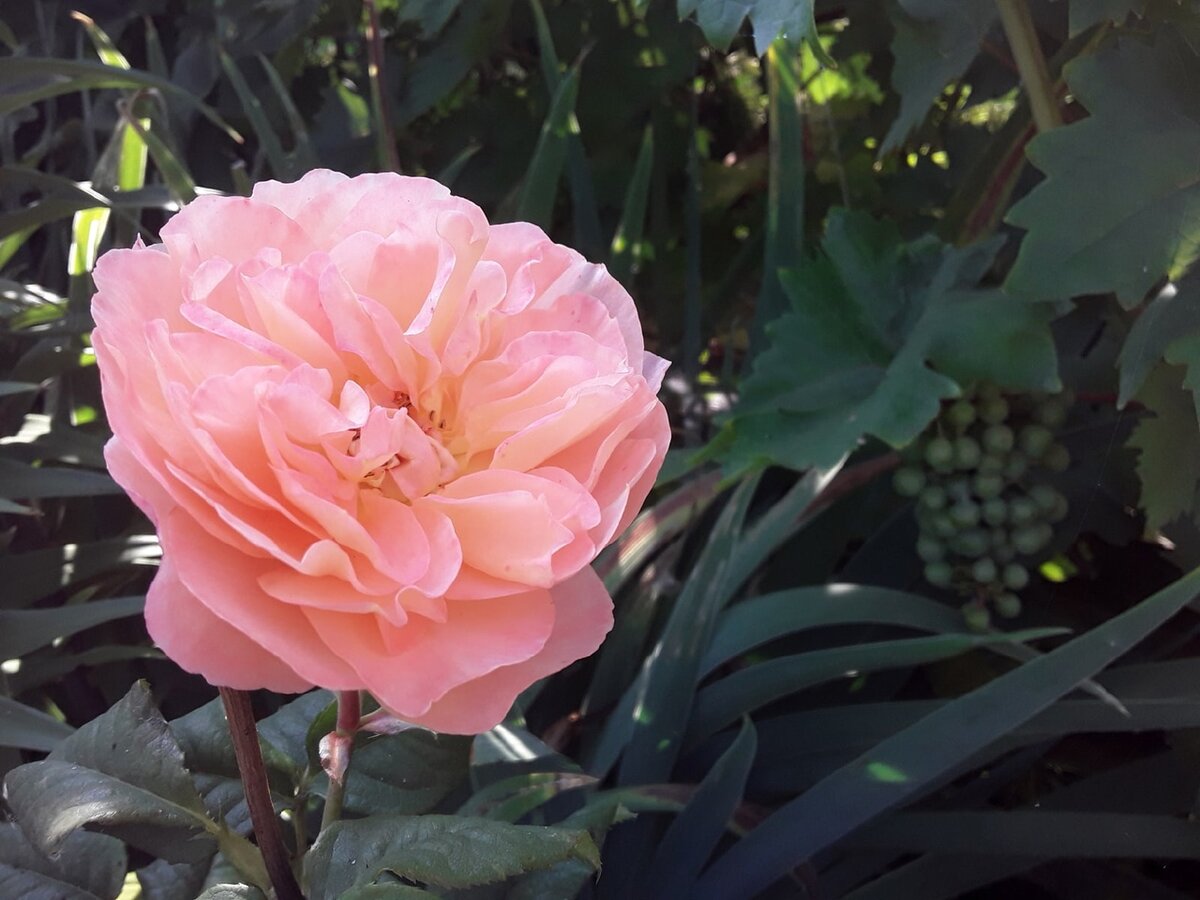 Роза шраб, сорт Johanna Thuillard