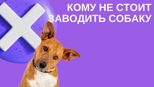 Кому не стоит заводить собаку