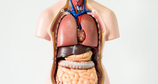     Что находится между органами нашего тела?