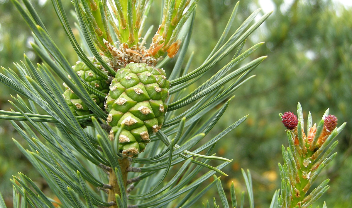 Хвойные сосновые. Сосна обыкновенная Пинус. Сосна обыкновенная Pinus Sylvestris. 1. Сосна обыкновенная ( Pínus Sylvestris). Сосна обыкновенная Pinus Sylvestris l.