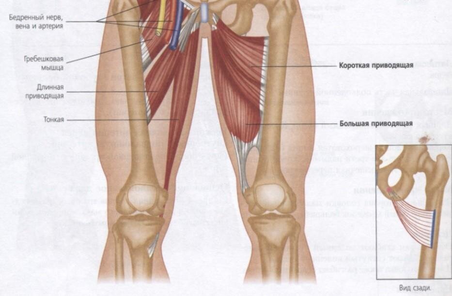 Мышцы приводящие в движение бедра. Большая приводящая мышца бедра анатомия. Мышцы внутренней поверхности бедра анатомия. Короткая приводящая мышца бедра анатомия. Длинная приводящая мышца бедра анатомия.