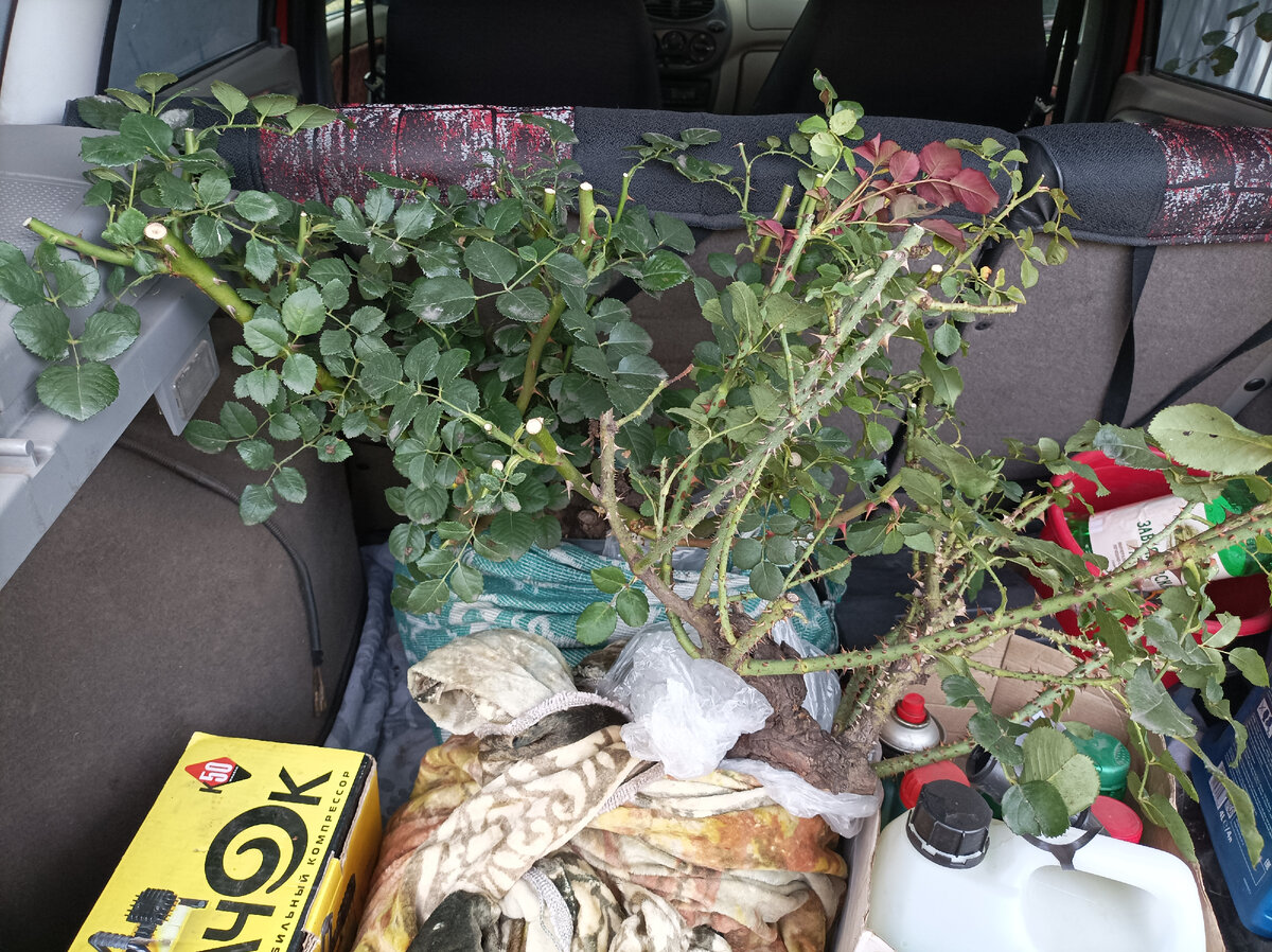 Crocus Rose и Munstead Wood готовы к переезду в новый сад