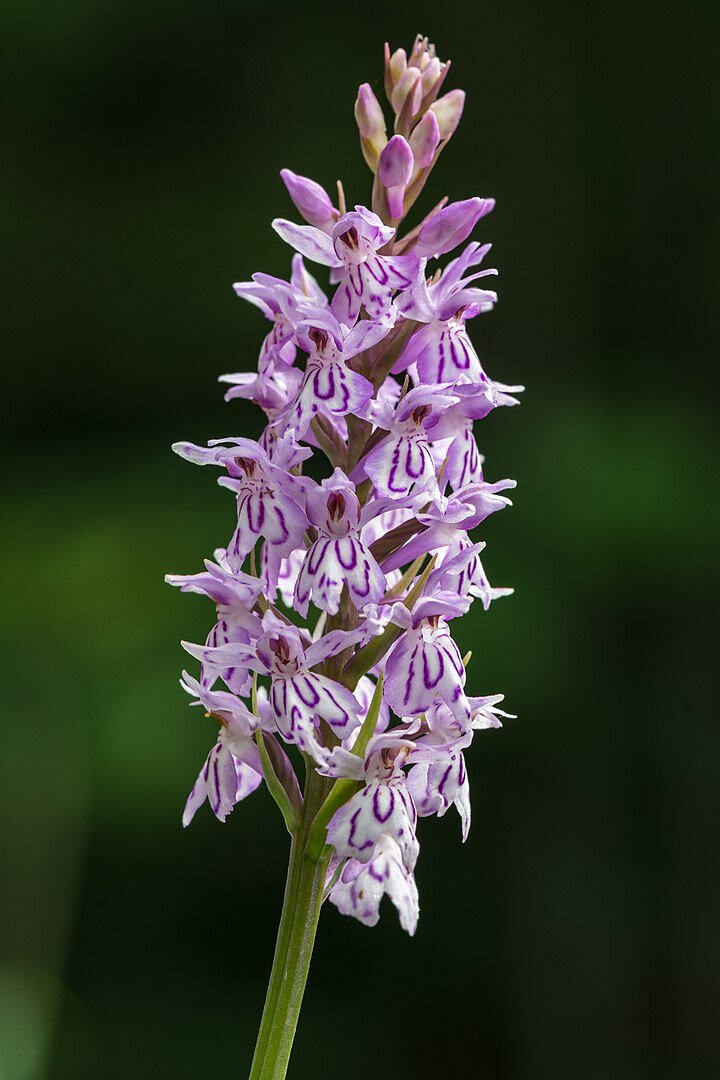 Пальчатокоренник (Dactylorhiza)