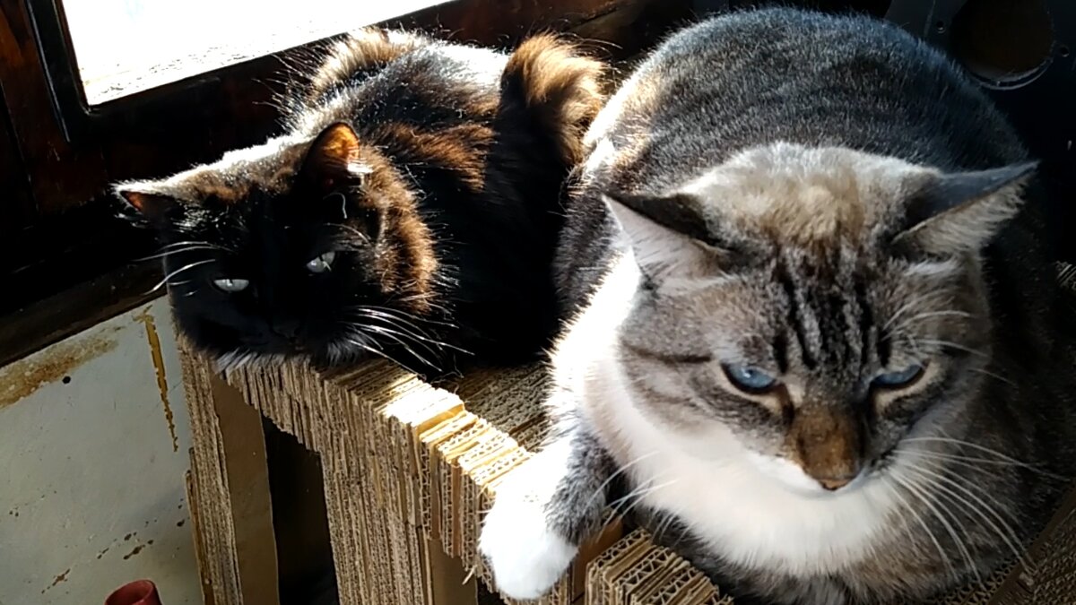 Мои коты на редкость дружно греются под солнцем на верхнем этаже домика. Ни кто из котов ни кого из котов не обижает. А все потому, что они оба обижали меня и теперь, на меня же дуются.