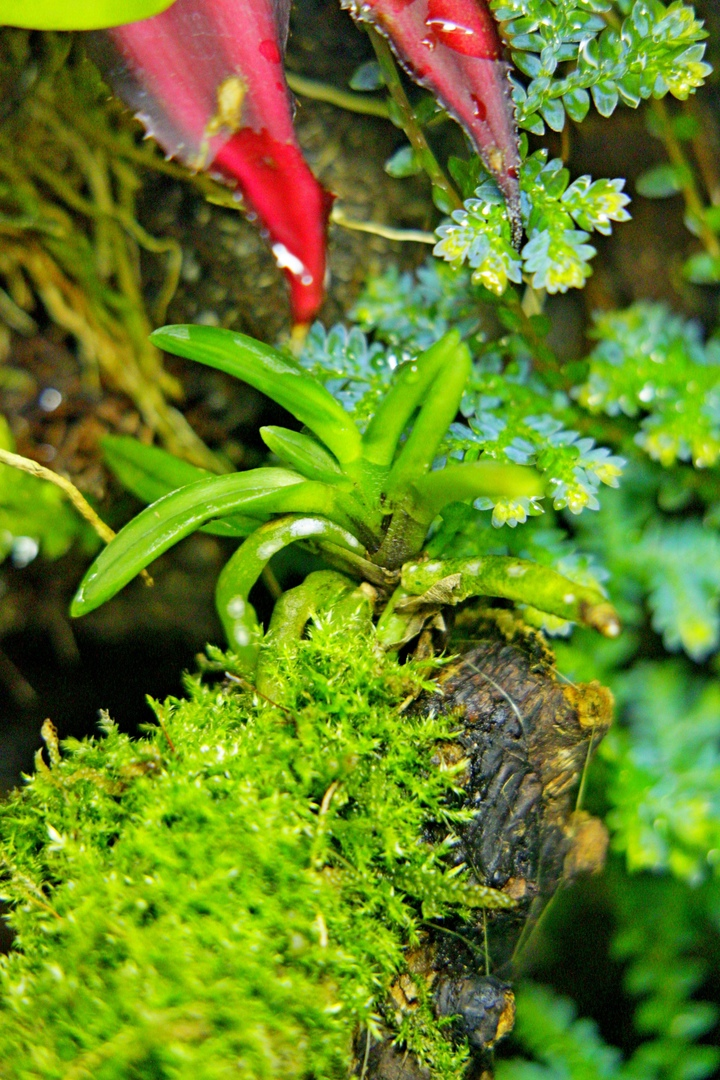 Фото и коллекция masteritayaplants