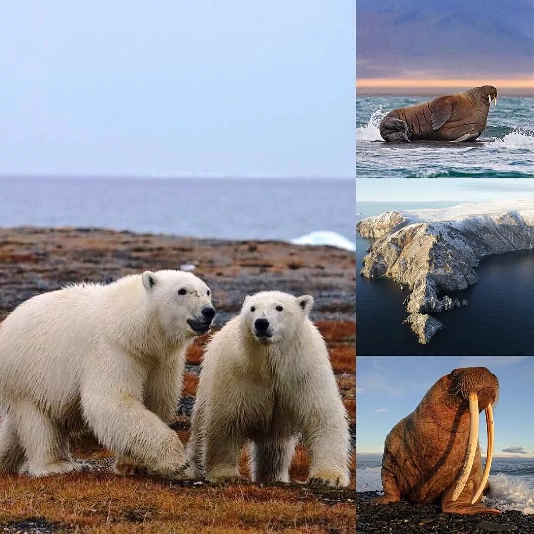 Остров Врангеля 