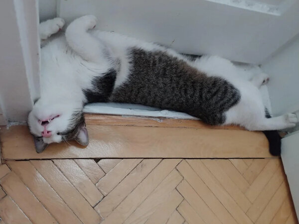 Фото © Reddit / aww