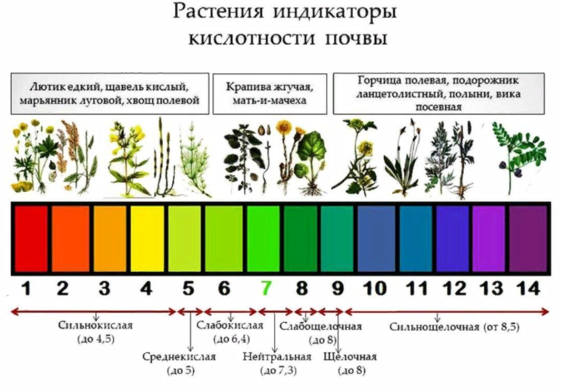 Кислый грунт нравится редкому числу растений. Если стоит такая задача, как его раскисление, стоит серьезно подойти к выбору средства для такой цели. Очень популярным является обычная пищевая сода.-2