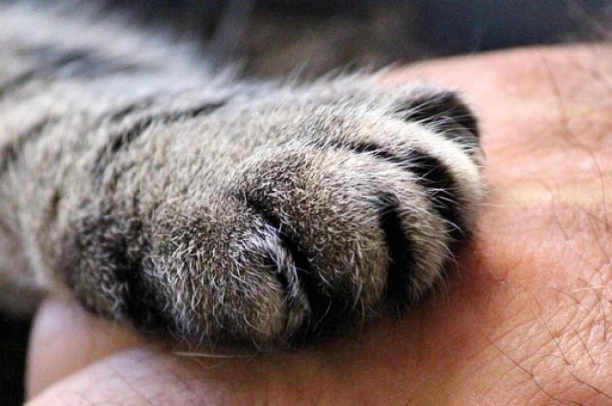    В Барнауле ищут кошку, которая очень любит скотч и приучена к унитазу