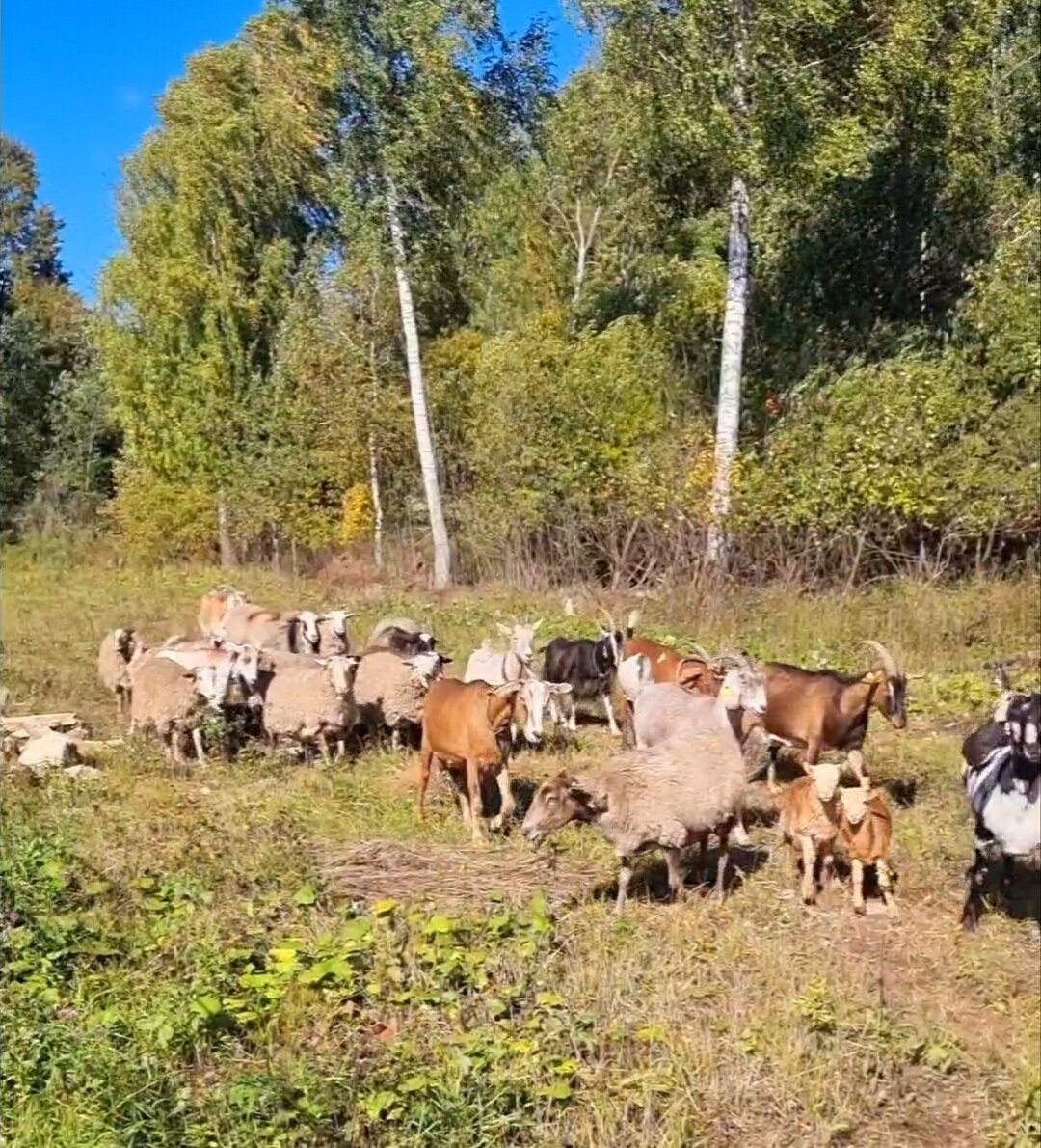 Козы и бараны (фото автора) 