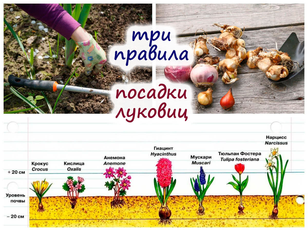 Посадка луковичных цветов
