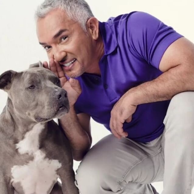 Родился известный дрессировщик собак Цезарь Милано (Cesar Millan – Цезарь Милан) 27 августа 1969 года. Его родина -  мексиканский штат Синалоа, город Кулиакан.