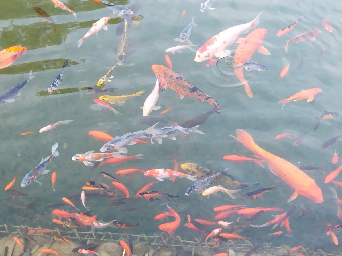 Пруд с подогревом, но как же зимой?