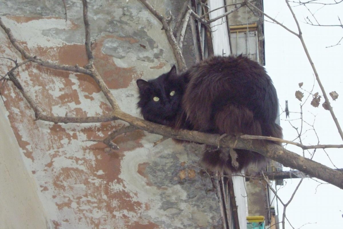    На дереве под Новосибирском замерзает кот