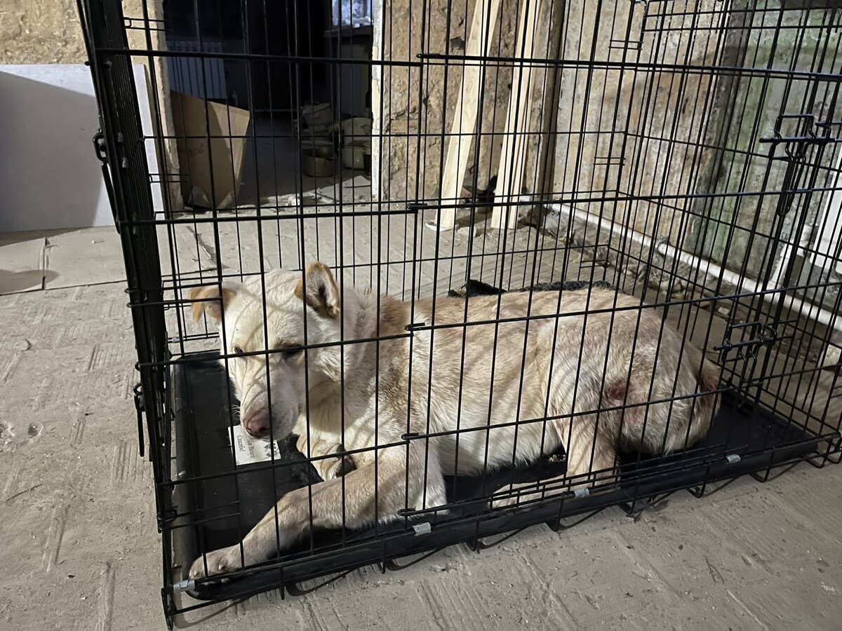 Беня пару дней прожил в приюте в клетке