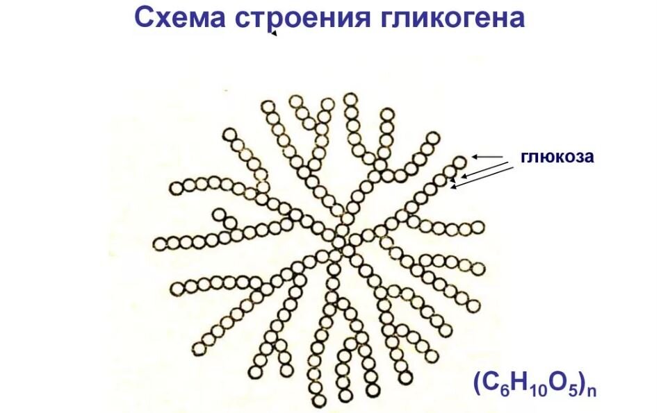 Гликоген называют ещё животным углеводом, или животным крахмалом.