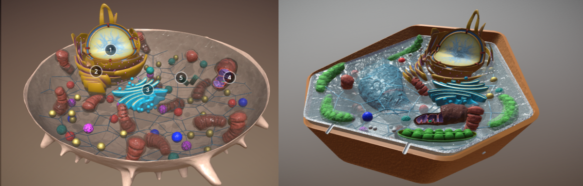 3д модели животной и растительной клетки 
