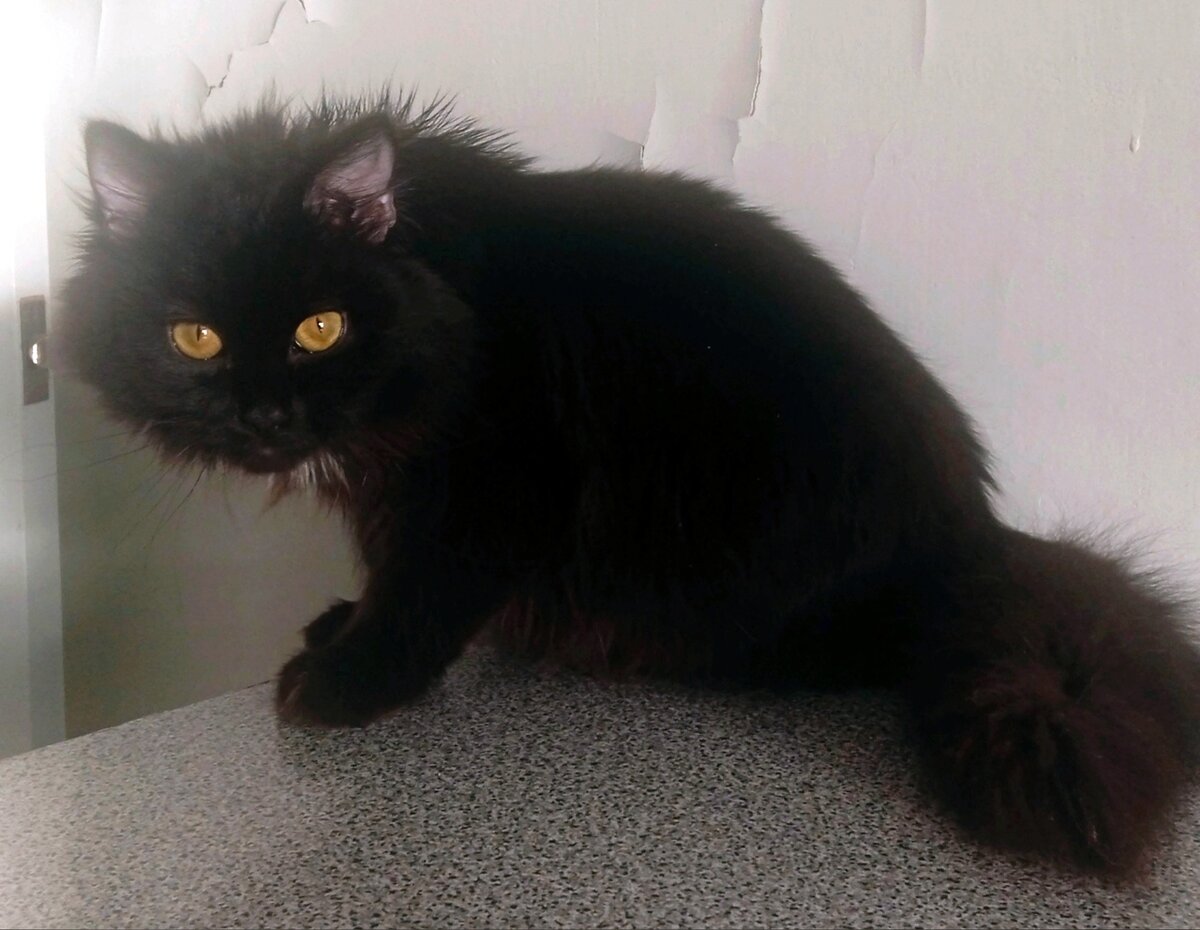 Кошечке повезло. Замерзая, она встретила на своем пути добрых людей