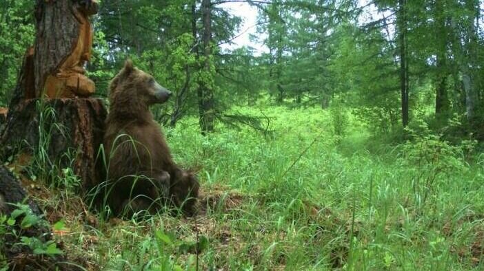     Зверь загнал двух женщин на дерево