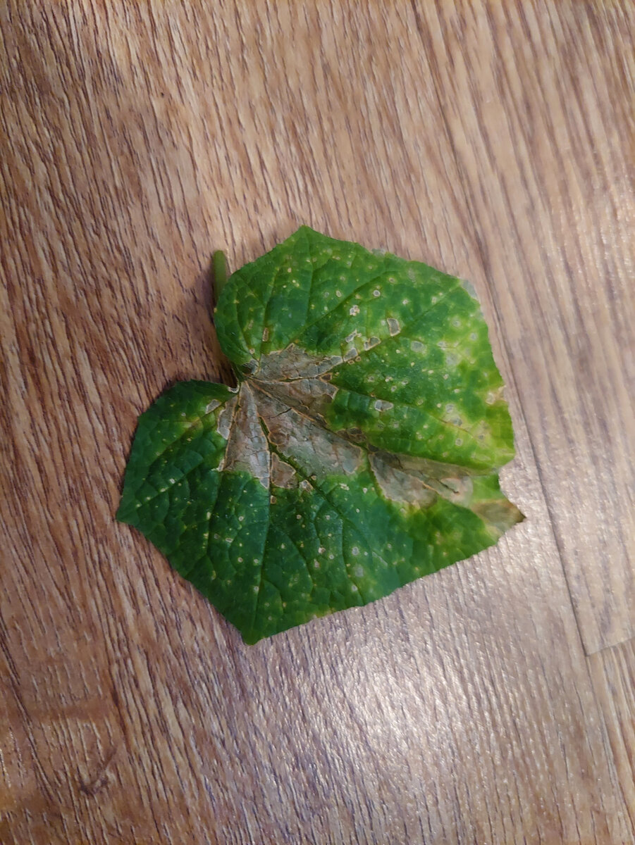 Лист сохнет с середины. Будто бы ему не хватает ресурсов для жизни. А при вирусах обычно листья поражаются, начиная с краёв.