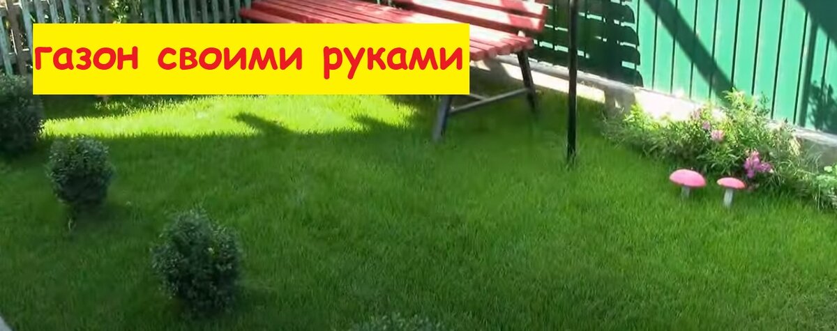 готовый результат газона