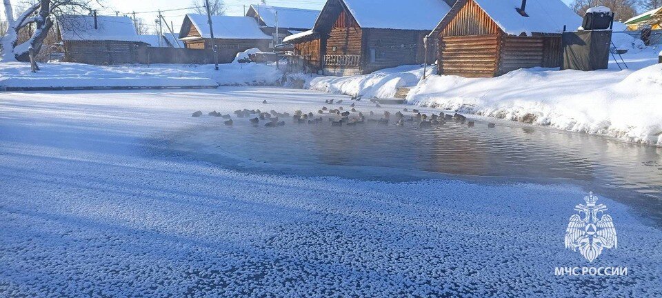     Семейство уток и селезней.  ГУ МЧС по Нижегородской области