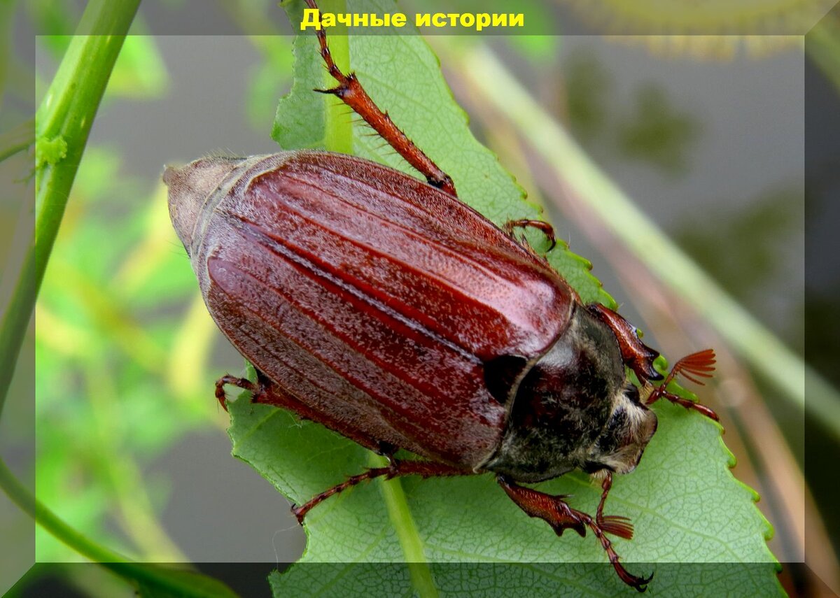 Жуки первый. Майский Жук хрущ. Майский Жук (хрущ Майский). Жук июньский хрущ. Жесткокрылые Майский Жук.