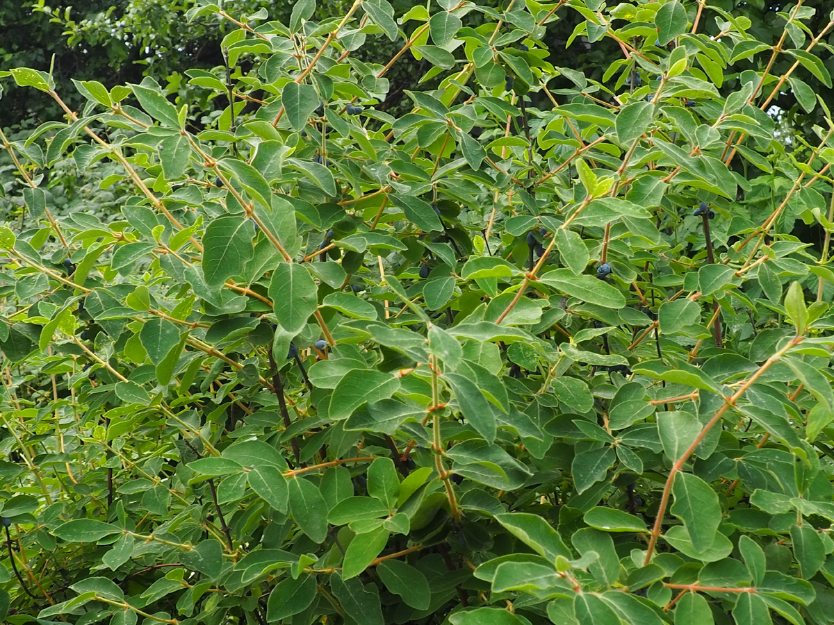 Мой кустик жимолости.