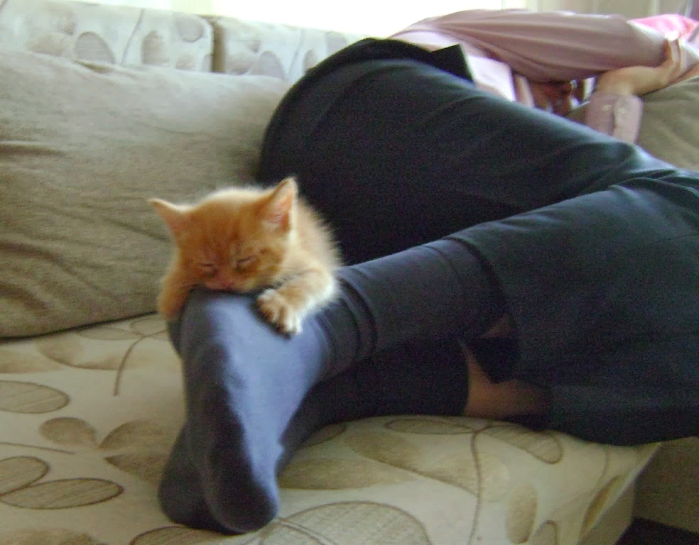 Почему кошки ложатся в ноги. Котенок на ноге. Котики спящие на ногах.