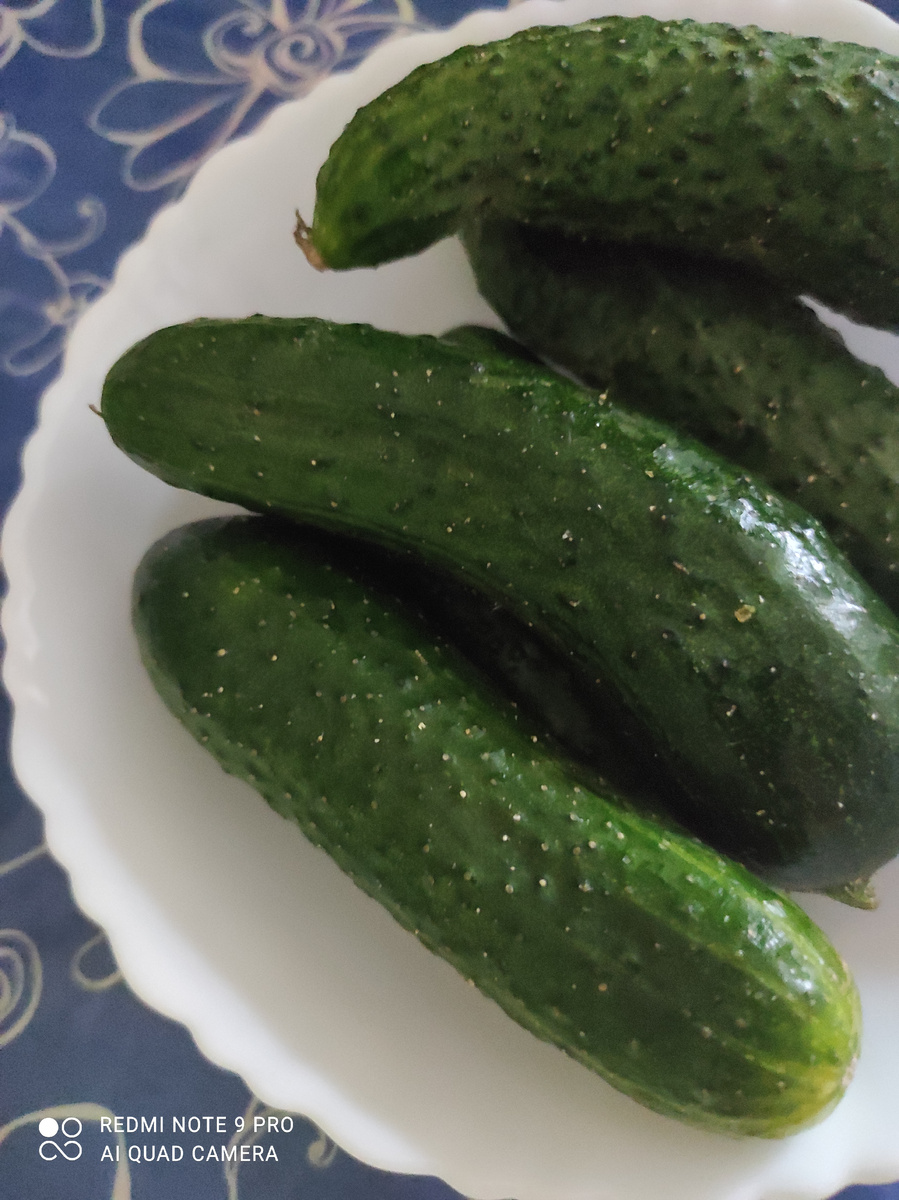Красавцы огурцы помощники на летнем столе. 