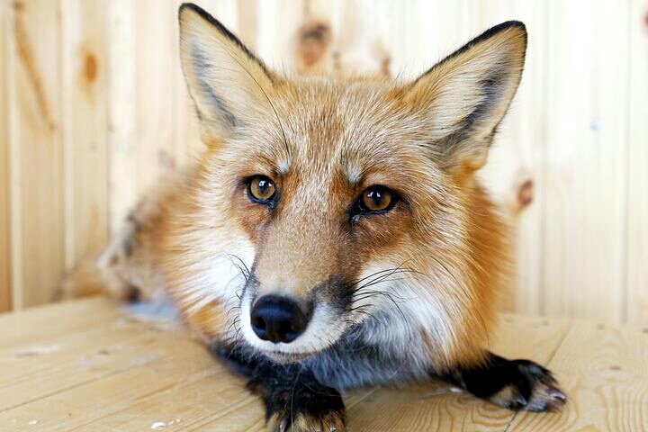 Домашняя лиса. Фото Пикабу