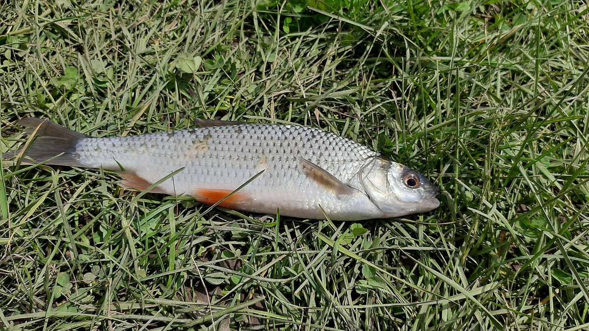 Единственная пойманная рыба – сорога