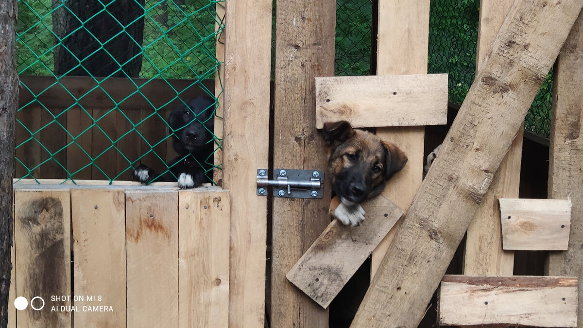 На днях был сделан  еще один вольер. Новичков  поселили временно туда. 