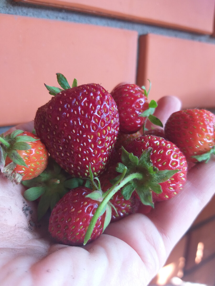 Сладкие, вкусные ягоды. Фото автора.