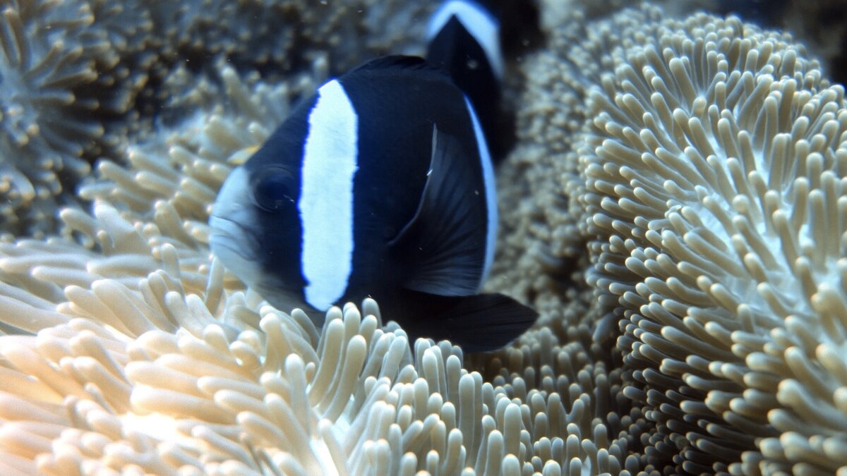 Подводная фотография. Рыбка Клоун и Анемон