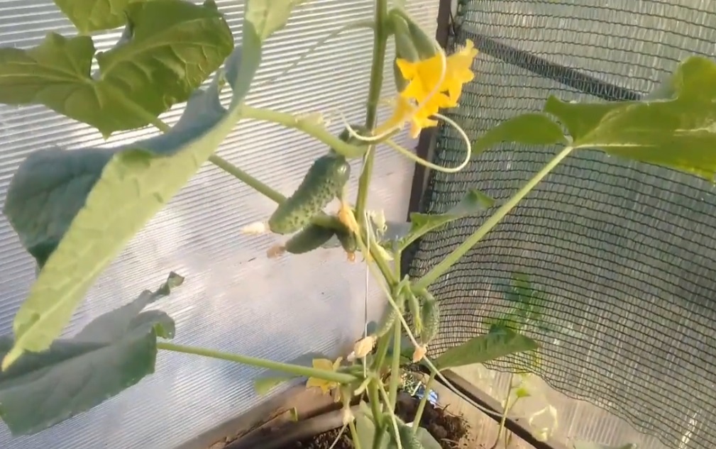 Марьина роща