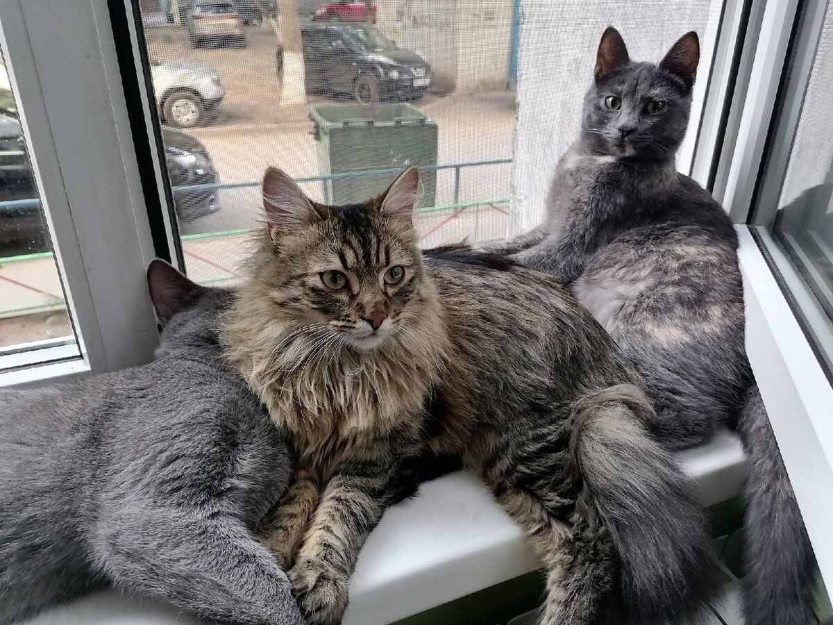 Не хватает только Серого. Его судьба оказалась грустной.