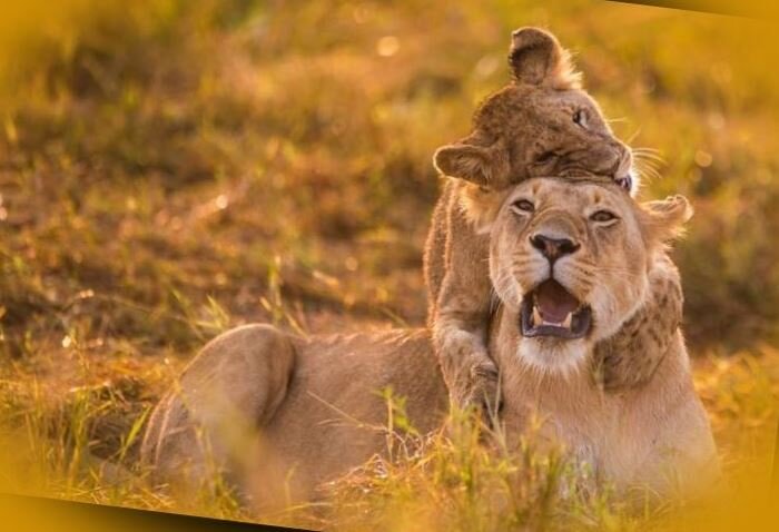 Интересы семьи в период транзита Солнца по знаку Льва -  в верхней части списка приоритетов.