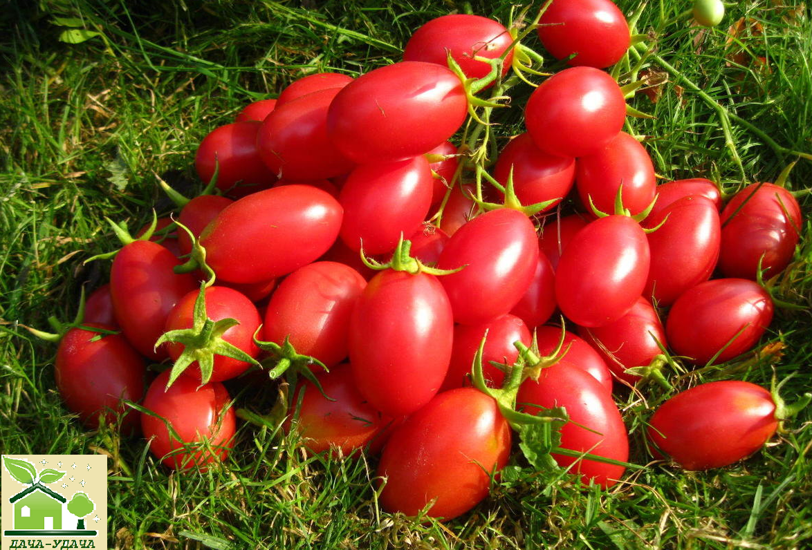 томат чио чио сан