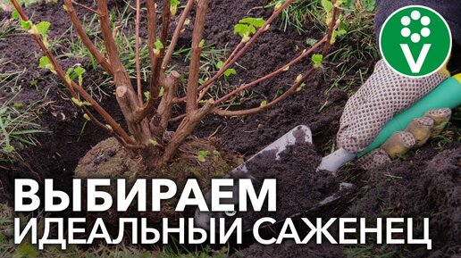 НИКОГДА НЕ ПОКУПАЙТЕ ТАКИЕ САЖЕНЦЫ! Как правильно выбрать саженцы декоративных растений?