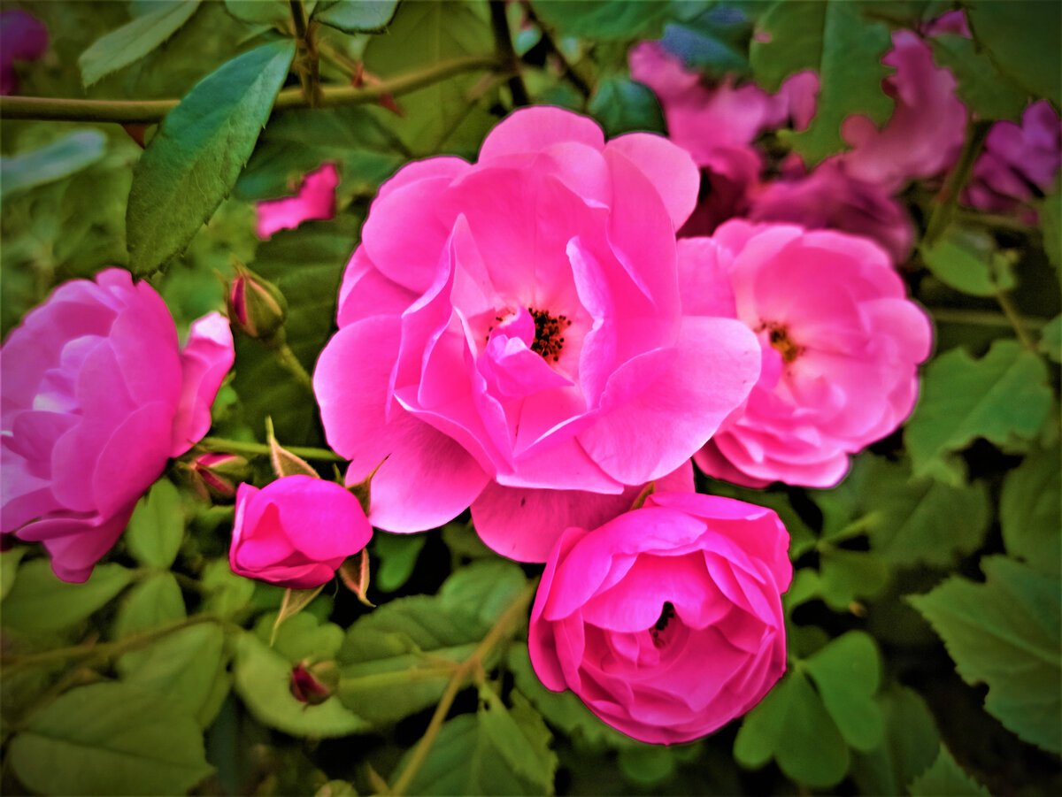  Июнь 21 года. Флорибунда Анжела. Фото автора.